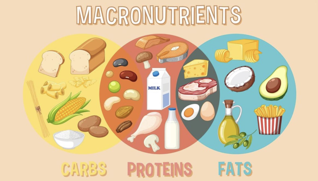 Understanding Macronutrients: Balancing Protein, Carbs, and Fats